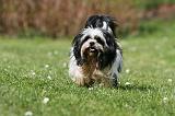 LHASSA APSO 288